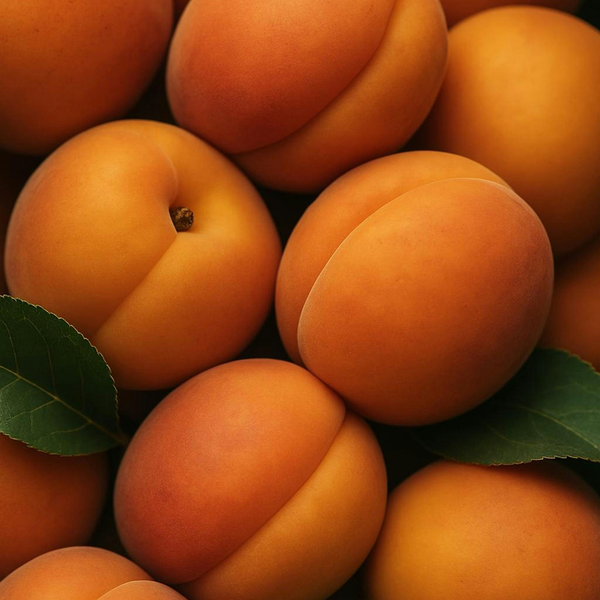 Apricot Oil