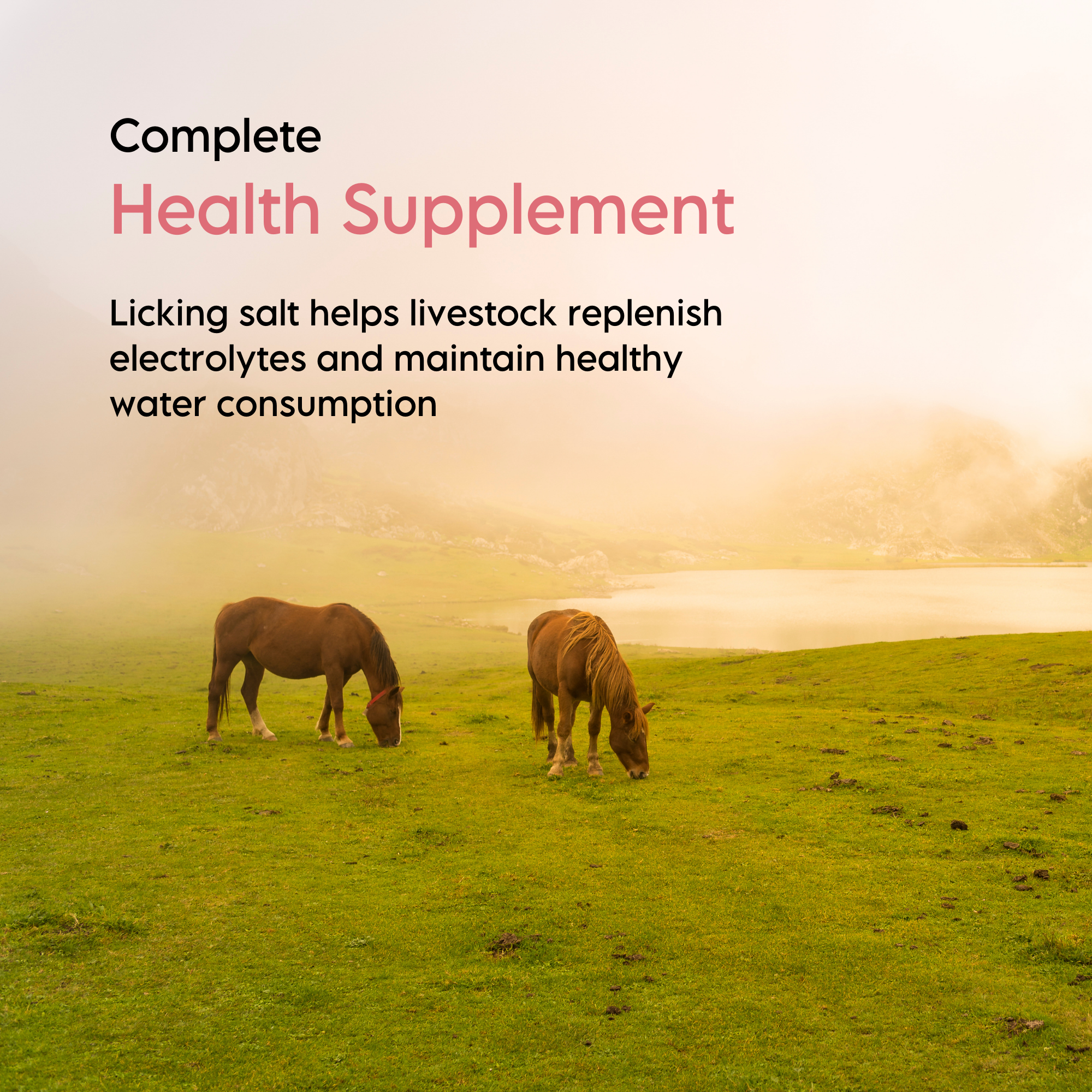 Kashmir Pink® Compressed Himalayan Salt Animal Lick-Salt-LA SALT CO-LA Salt Co.