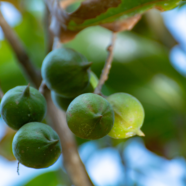 Macadamia Oil 