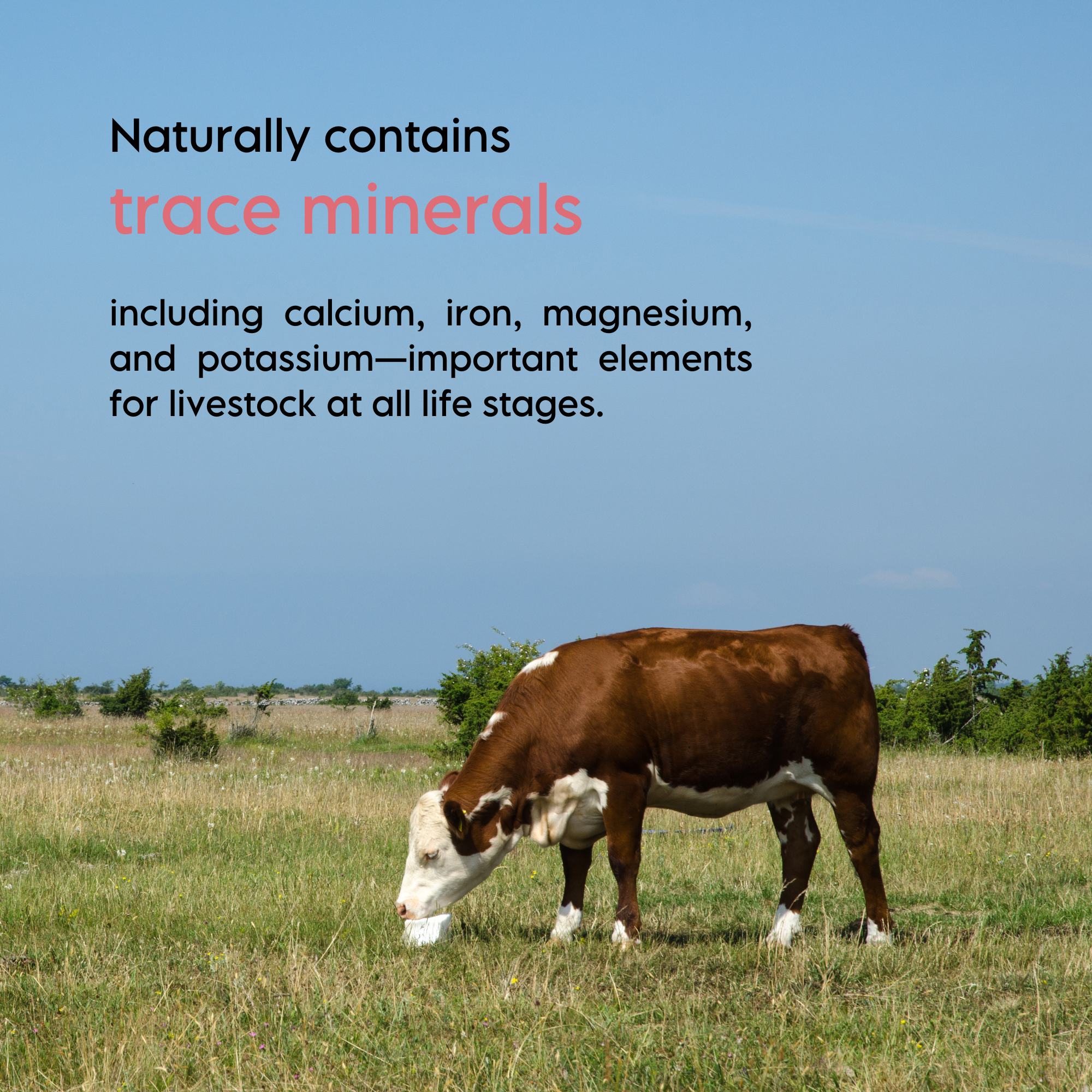 Compressed Himalayan Salt Animal Lick