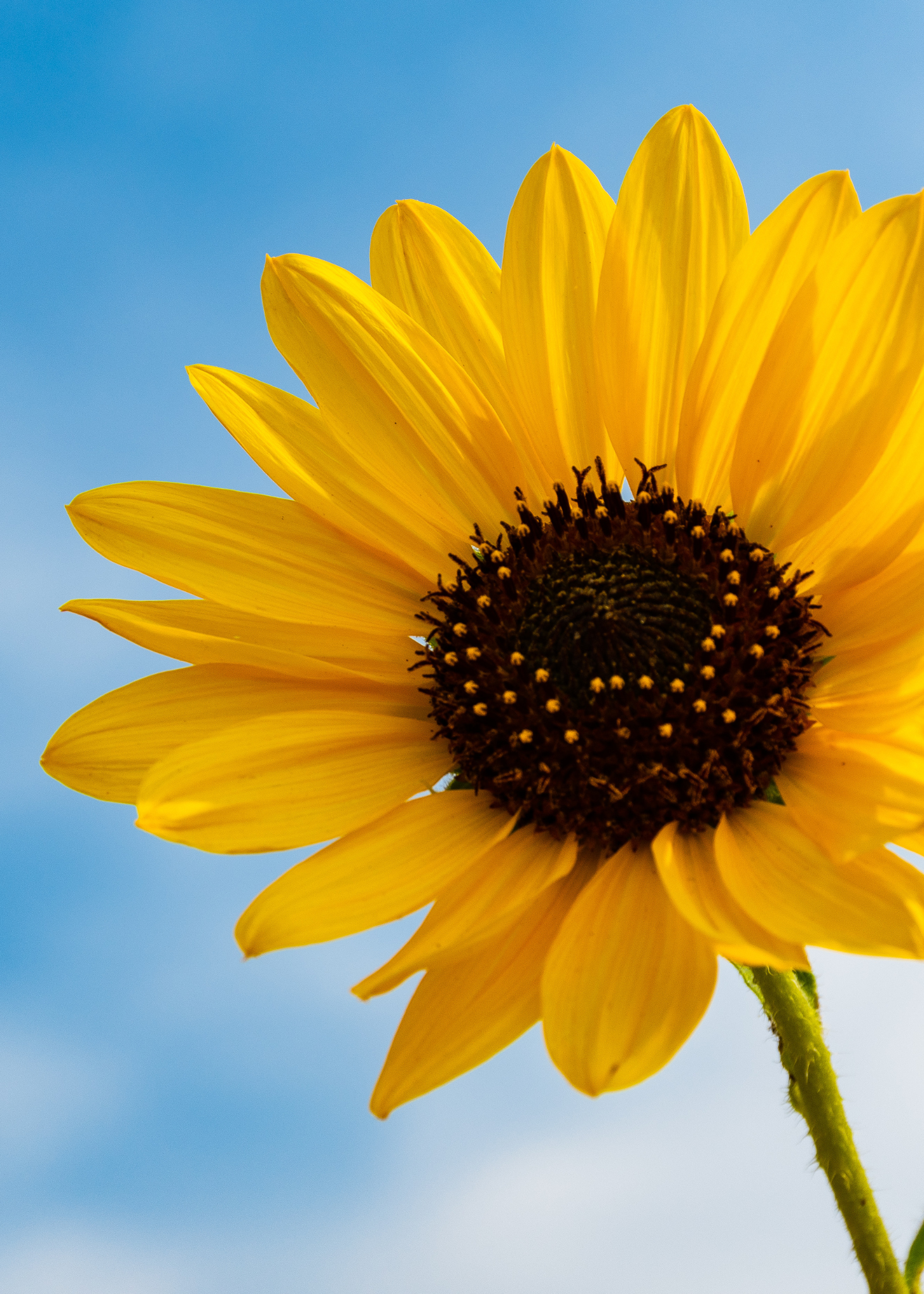 NATURAL GARDEN BOOSTER